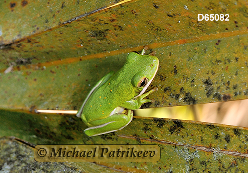 Green Treefrog (Hyla cinerea)